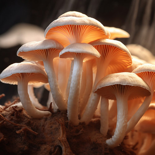 Mushroom Farming: Sustainable Agribusiness and Future Career Opportuity