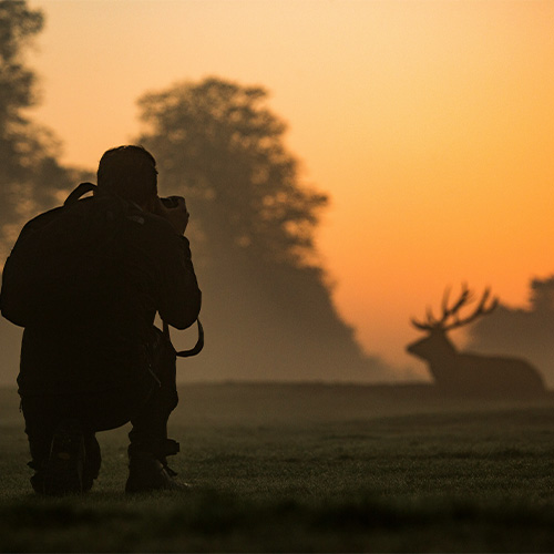 Wildlife Photographer