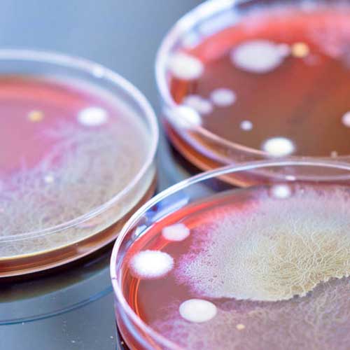 M Sc (Microbiology / Virology)