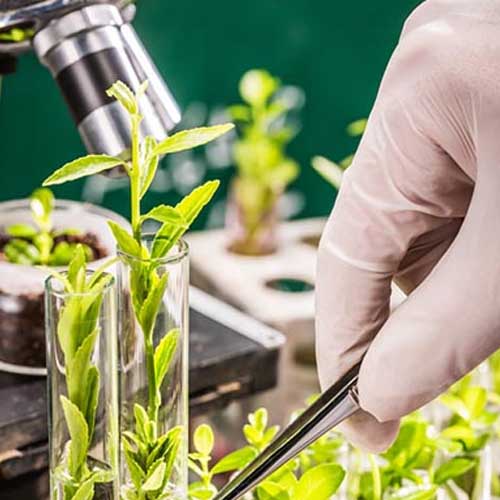 Ph.D. in Plant Breeding and Molecular Genetics