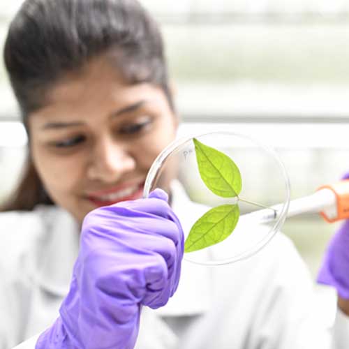 Ph.D. in Plant Biotechnology